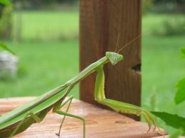 Praying Mantis